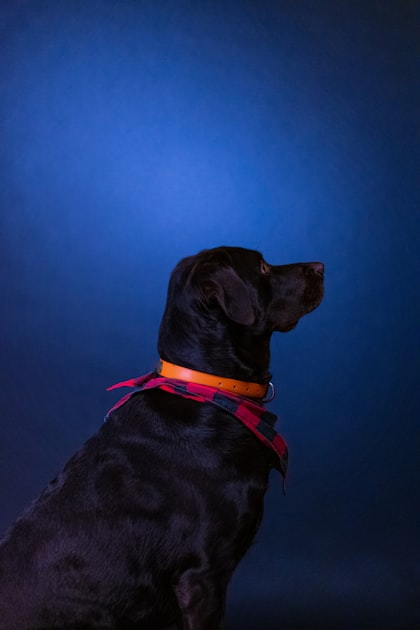 Midday Let Outs: A Must for Busy Pet Owners