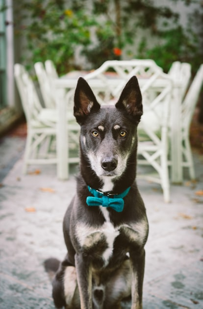 Top Benefits of Dog Walking